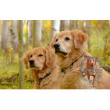 Cachorros Golden Retriever De Campo, Sanos, Tarjetas