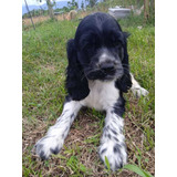 Cachorro Cocker Spaniel 