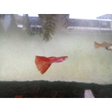 2 Trios Guppys Full Red/ Yellow ( Linhagens)