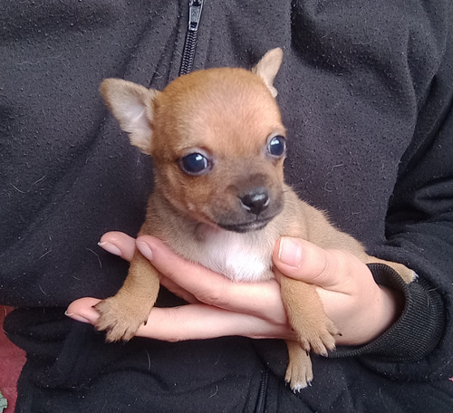 Chihuahua Macho Cachorro 