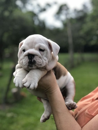 Cachorros Bulldog Ingles Perros En Venta Pasto