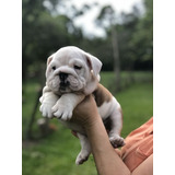 Cachorros Bulldog Ingles Perros En Venta Pasto