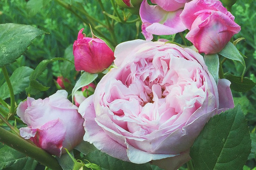 Rosas De David Austin