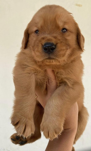 Perros Golden Retriever Listos Para La Entrega Cachorros