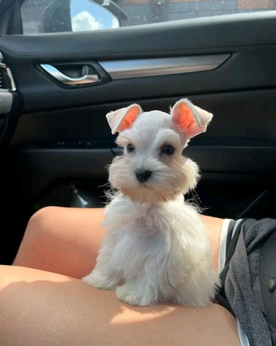 Cachorros Schnauzer Miniatura