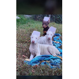 Perros Doberman Albino Exotic Cachoros Disponibles 