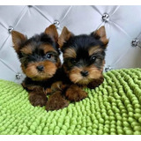 Cachorros Yorkshire Terrier (yorky)