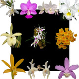 Kit De 10 Orquidea Exotica Selecionadas - Cod 01