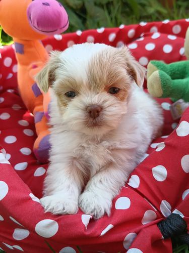 Shitzu Shihtzu Los Cachorros Mas Lindos De La Pagina Unicos!