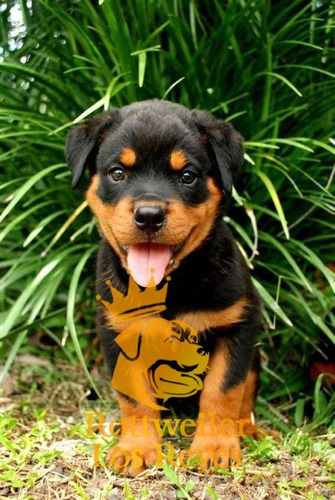 Cachorro Rottweiler 019