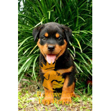 Cachorro Rottweiler 019