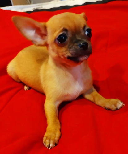 Chihuahua Machito