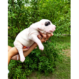 Cachorros Dogo Argentino Exelente Linea De Sangre 