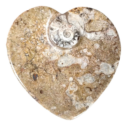 Ammonite Fosil Pulida Plato Corazon Joyeria Calidad Plus