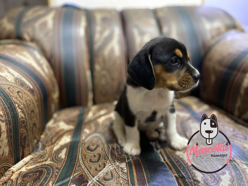 Venta Beagle Oferta