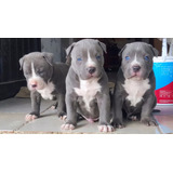 Pitbull Blue , Silver Fawn Y  Red Nose Ef320mil