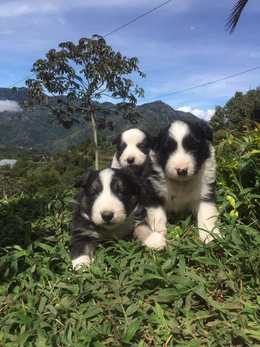 Cachorro Border Colli Cachorros Criadero Kanis 