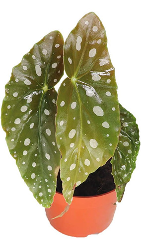 Begonia Ulmifolia - 4 Pulgadas De