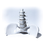 Columna Vertebral Hasta Quinta Vertebra Lumbar - 3d