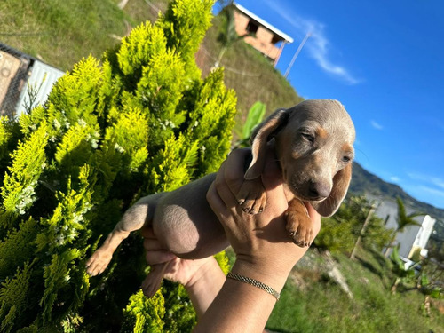 Cachorra Teckel Perro Salchicha Manto Isabella Disponible