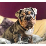 Cachorros Bulldog Ingles Perrito Bull Dog Puppy Cachorrito