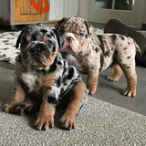 Cachorros Bulldogs Ingles Exotic Perros Mascotas Pets Dog