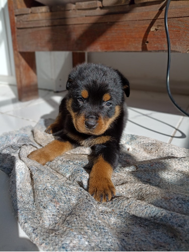 Rottweiler Cachorros Hermosos Xlt