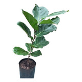 Ficus Pandurata 5 Lts