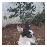 Criadero De Border Collie Argentino De Trabajo Y  Compañia !