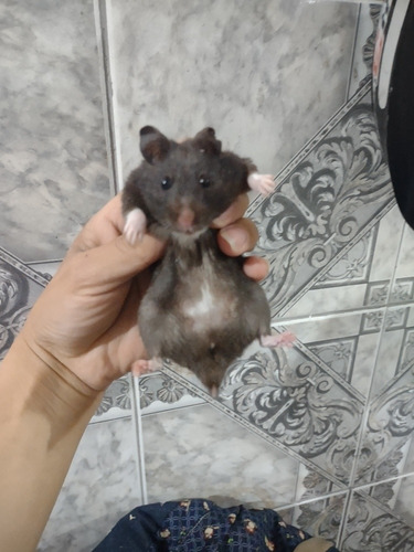 Hamster Sírio