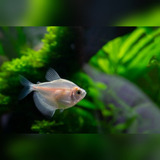 Peixe Tetra Rosa Pct 10und 