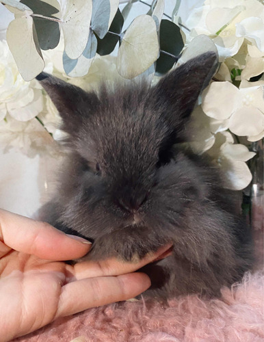 Conejito Enano De Raza Cabeza De León Pelito Largo