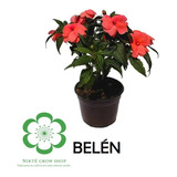 Belén (varios Colores) Pack De 2 Plantas