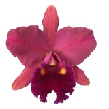Orquídea Cattleya Vermelha - Adulta