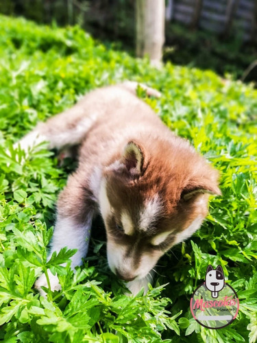 Cachorros Husky Siberiano Mascotas Rionegro Medellín Bogota