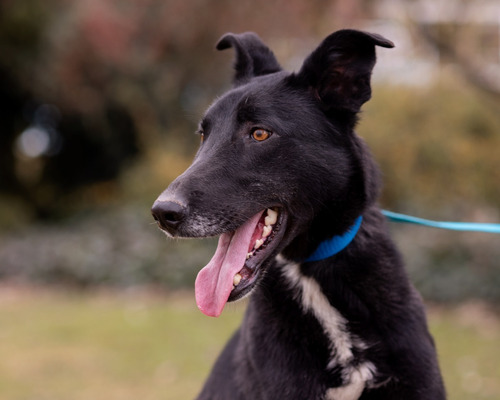 Perro Macho Tipo Galgo Adulto Adopción Mascota Flash