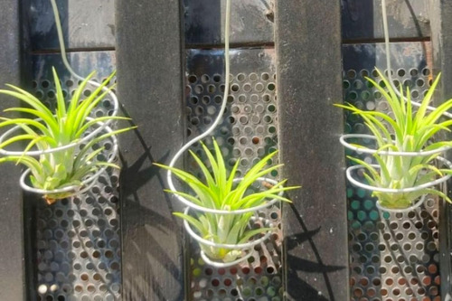 Tillandsia - Planta De Interior Viva De 6 Piezas, Plantas De