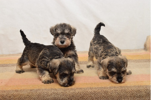 Cachorro Schnauzer Mini. Estancia La Nicola 08