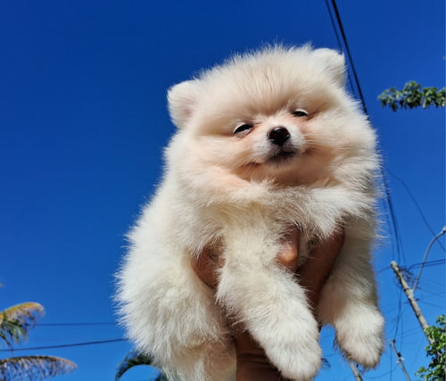 Vendo Filhote De Spitz Alemão Anão (lulu Da Pomerânia) Canil