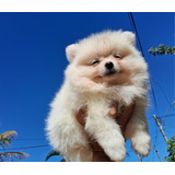 Vendo Filhotes De Spitz Alemão Anão (lulu Da Pomerânia)canil