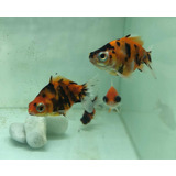 Pez Carrasuis Goldfish - Telescopico Tricolor