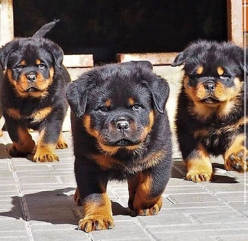 Filhotes De Rottweiler 