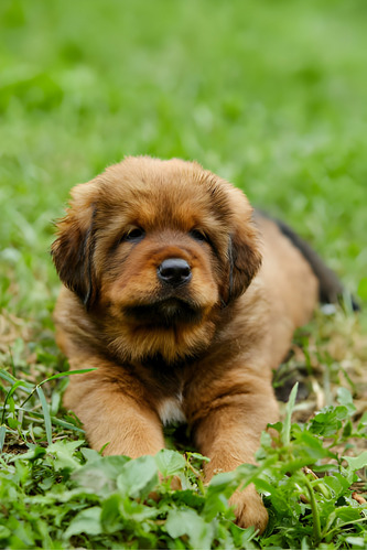 Perros Terranova Cachorros Newfoundland Pet Puppy Medellin