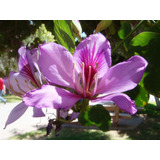 10 Semillas De Bauhinia Variegata, Árbol Orquídea Purpura