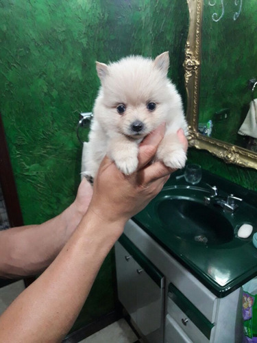 Criadero Imperial Pets Pomerania Lulu Osito