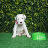 Cachorro Dogo Argentino 001