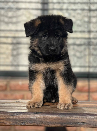 Cachorro Ovejero Alemán