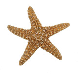 Estrella De Mar Grande Decoración Disecada