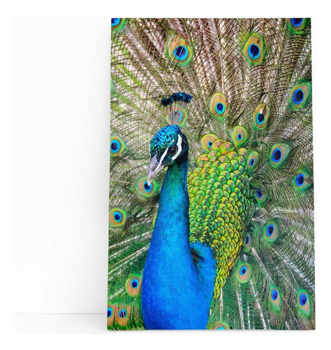 Pavão Ave Animais Natureza Decorativo Quadro Canvas 60x40cm