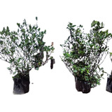 Jazmín Del Cabo Gardenia 120cm 10lts Oferta14mil 